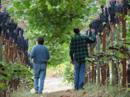 Walking under the unique trellis for Calypso Syrah