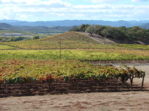 Shale Terrace Zinfandel in the foreground at Scherrer Vineyard