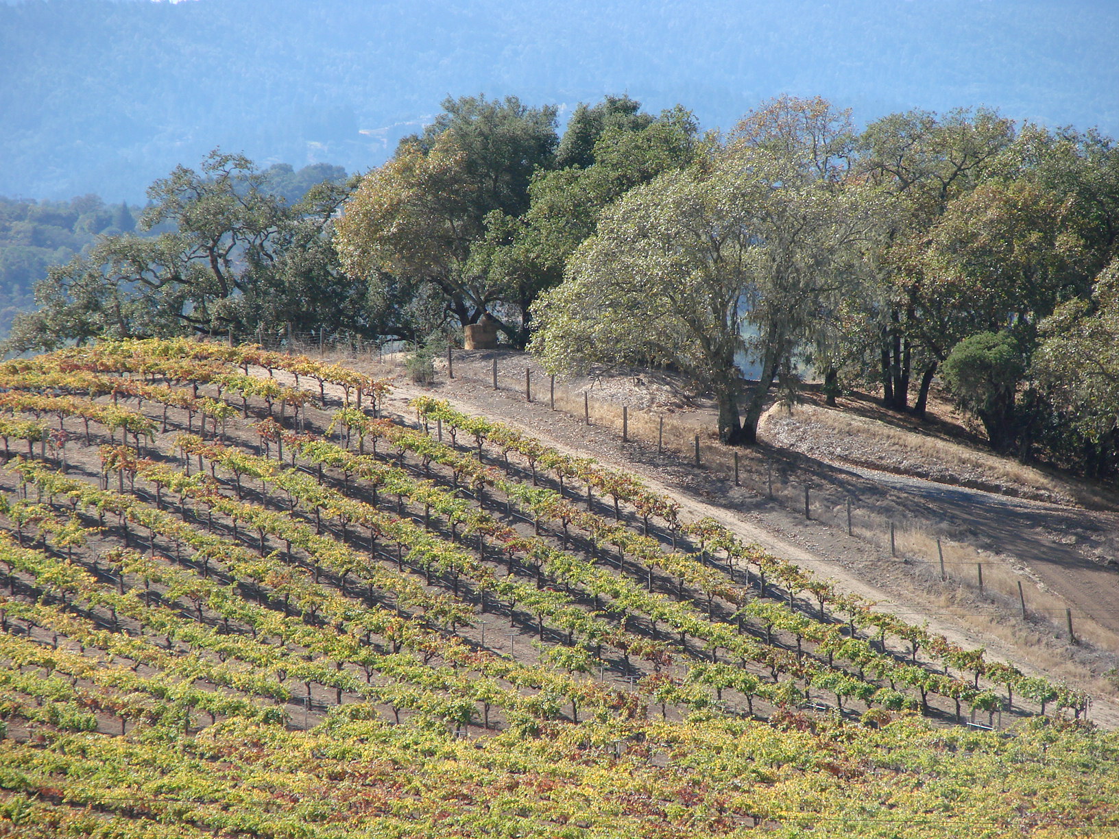 CA Harvest 2006 431 – Scherrer Winery