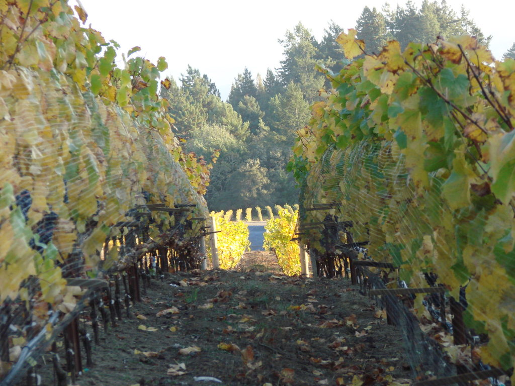 Hilltop vineyard with birdnetting