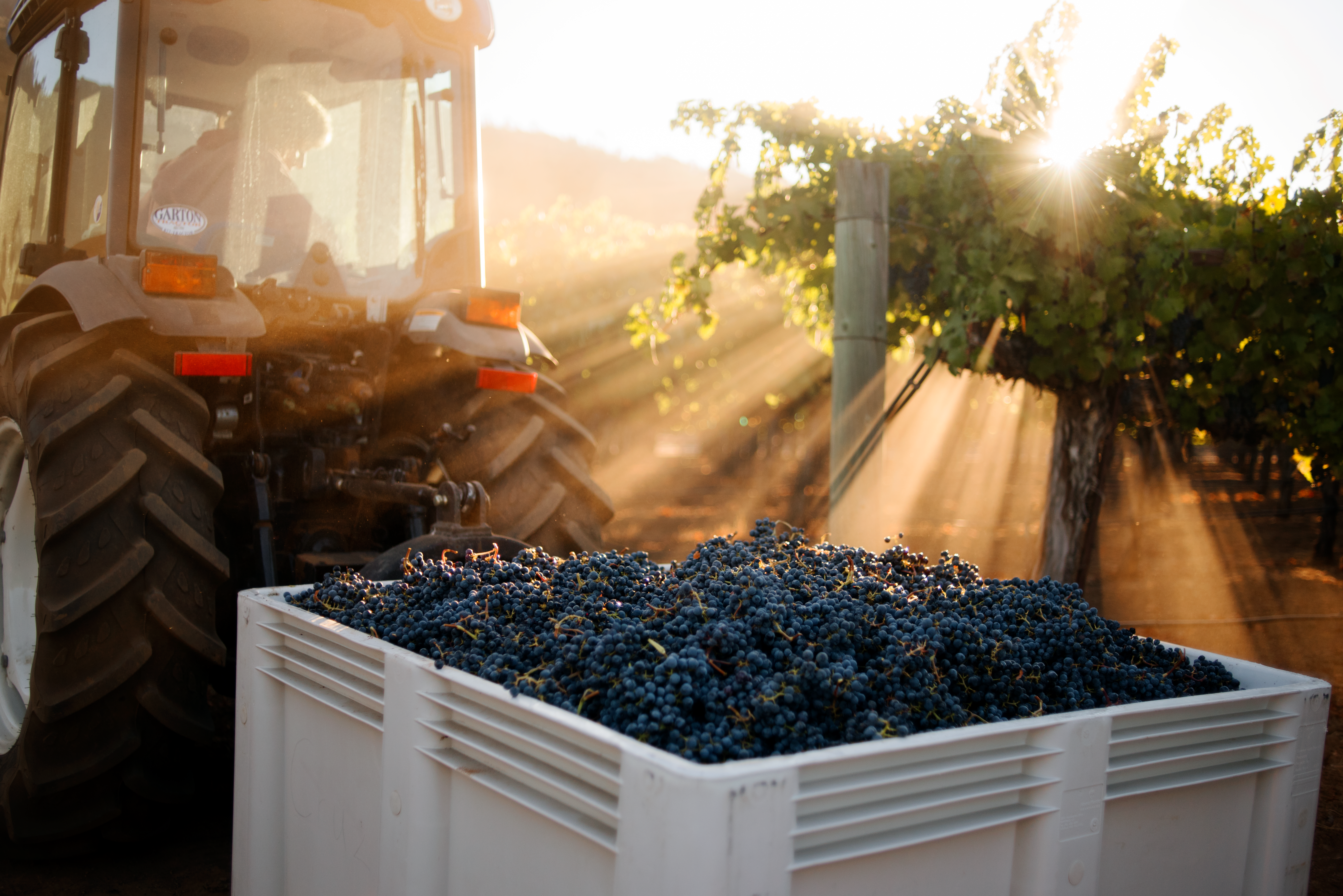 Tractorload of harvested grapes