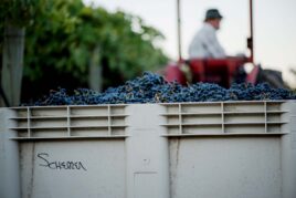 Zinfandel Old & Mature Vines, Part 1, Mini-Vertical