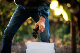 Pinot Noir, Sonoma County Green Valley Study, 4-pack