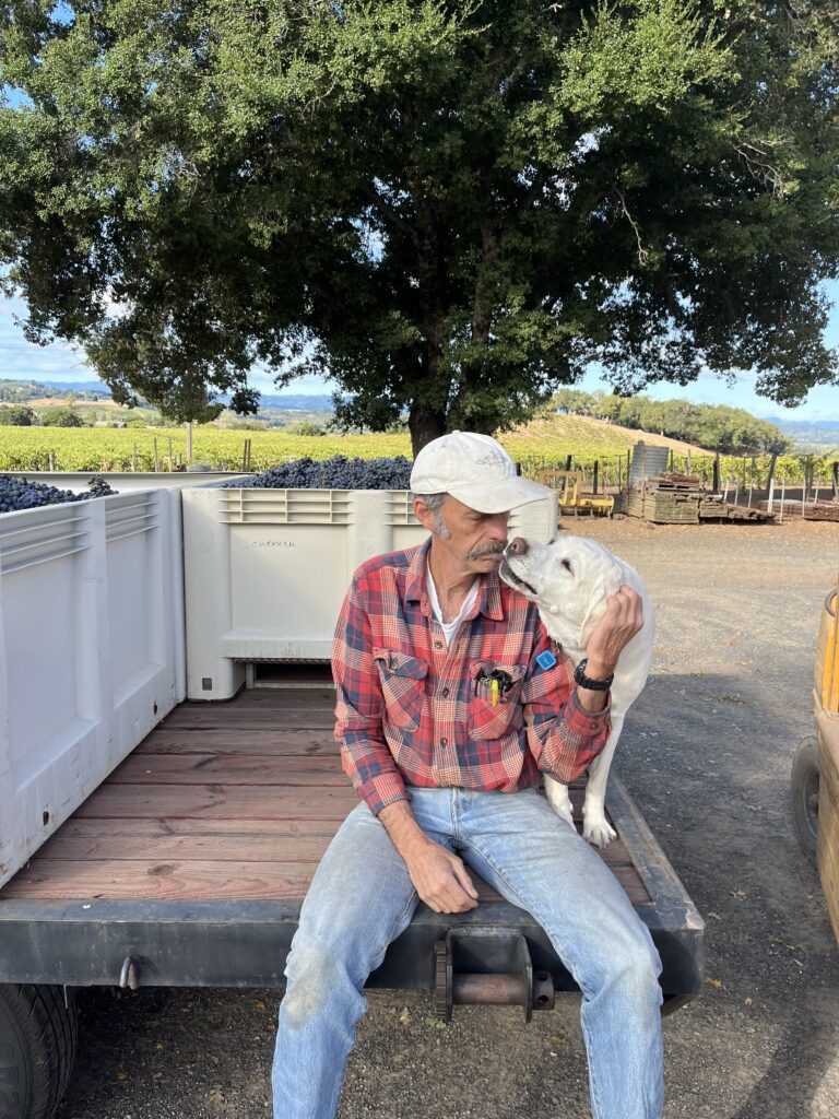 Fred Scherrer seated on a flatbed trailer with harvested grapes with Opal the Labrador keeping company.