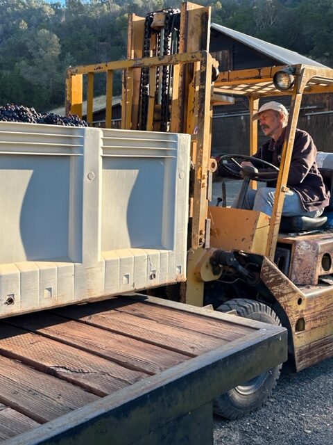 Fred Scherrer forklifting a bin of Zinfandel grapes onto a trailer.