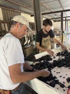 Fred and Ryan Scherrer sorting grapes before the destemmer.